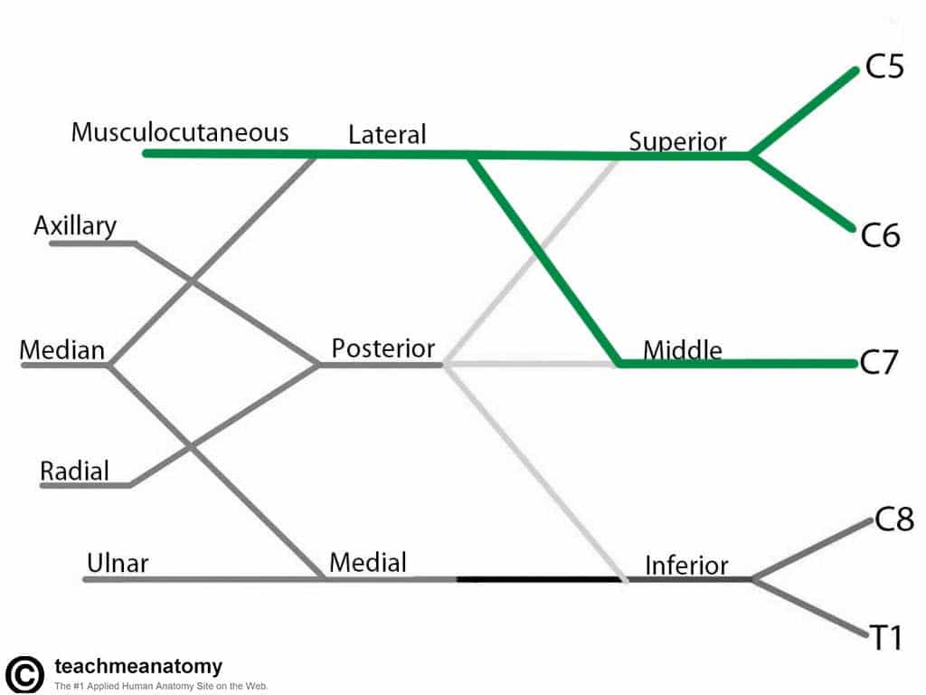 Fig 1.2 - The derivation of the musculocutaneous nerve from the brachial plexus