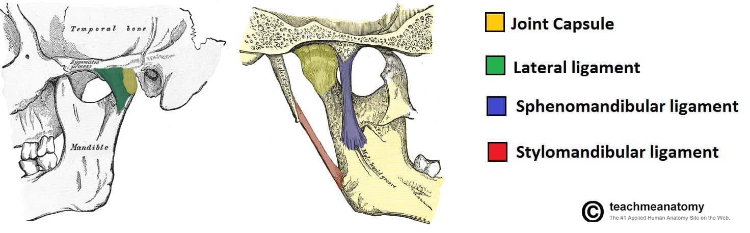 Fig 1.0 - The joint capsule and accessory ligaments of the temporomandibular joint.