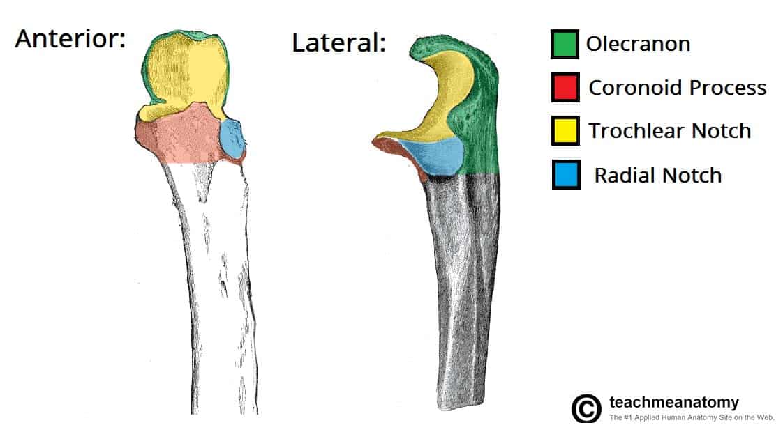 Fig 1.1 - The bony landmarks of the proximal ulna.