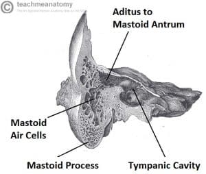Fig 1.2 - Coronal section of temporal bone, showing the mastoid air cells in more detail