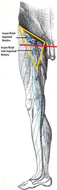 Fig 1 - The superficial and sub-inguinal lymph nodes.