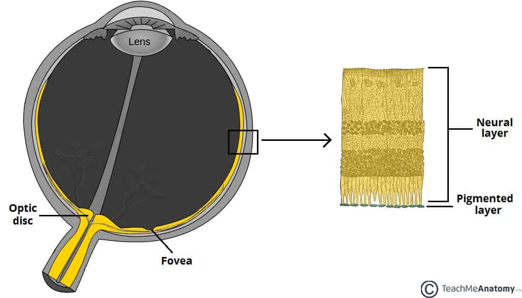 Fig 1.1 - The optic part of the retina.