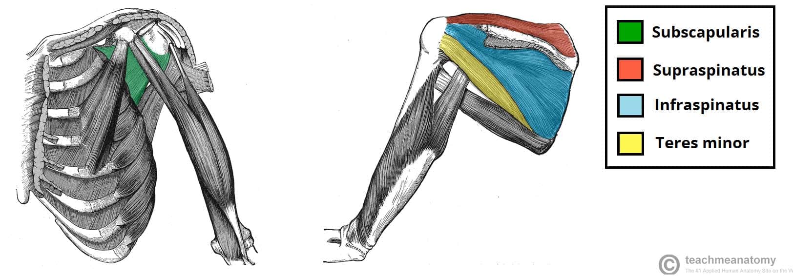 Fig 1.2 - The rotator cuff muscles, which act to stabilise the shoulder joint.
